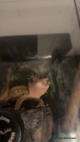 Gecko reptiles Crested gecko with whole set up - Advert 3