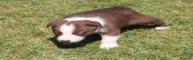 Border Collie Puppy 2