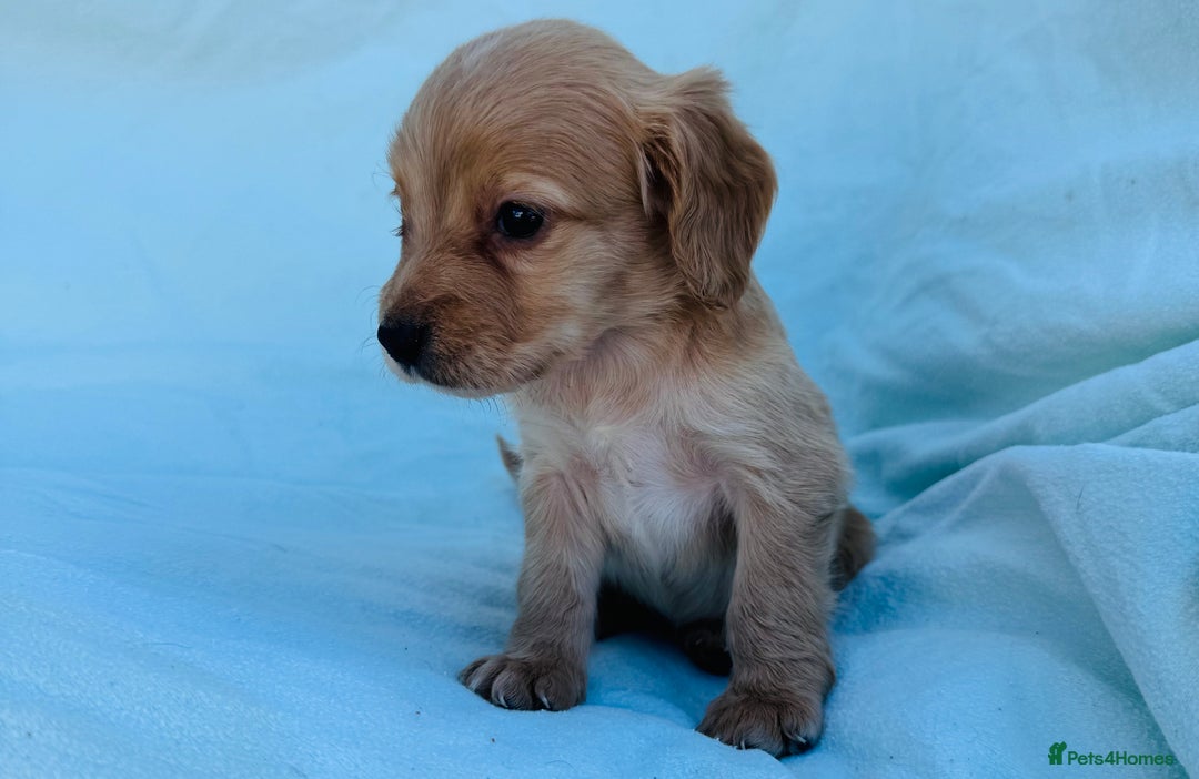 Cocker Spaniel dogs for sale: Beautiful cocker spaniels puppies for sale - Image 19