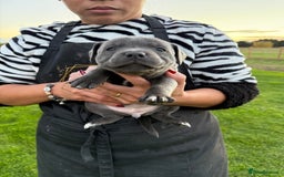 Staffordshire Bull Terrier dogs for sale: Gorgeous KC Reg/Health Tested Blue SBT Puppies - Image 27