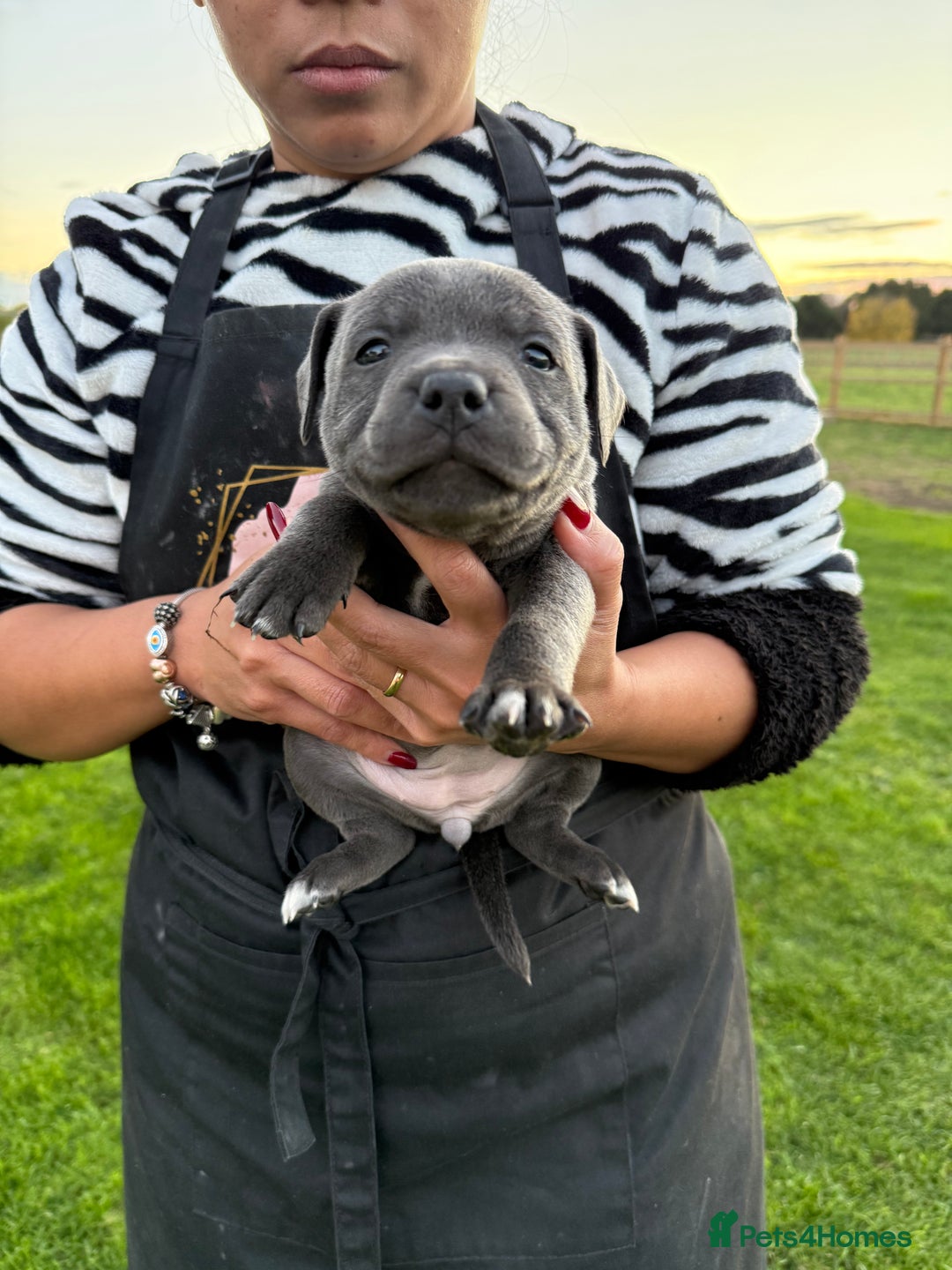 Staffordshire Bull Terrier dogs for sale: Gorgeous KC Reg/Health Tested Blue SBT Puppies - Image 27