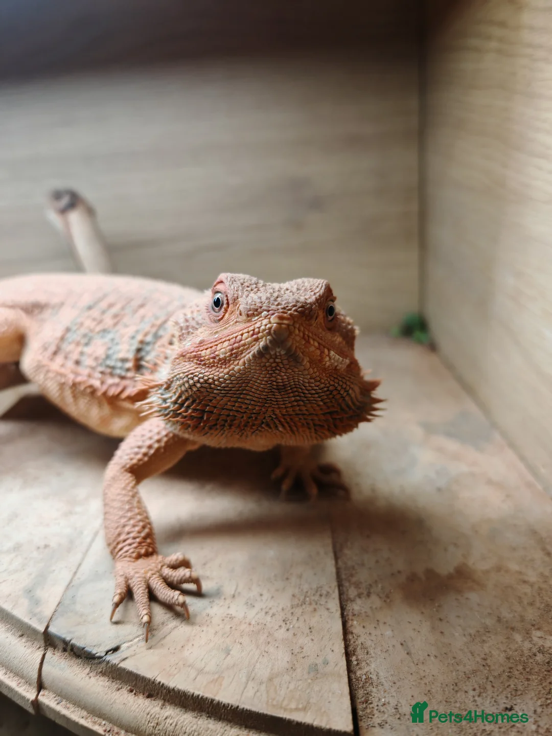 Bearded Dragon reptiles for sale: Bearded dragon  in Newport - Advert 5