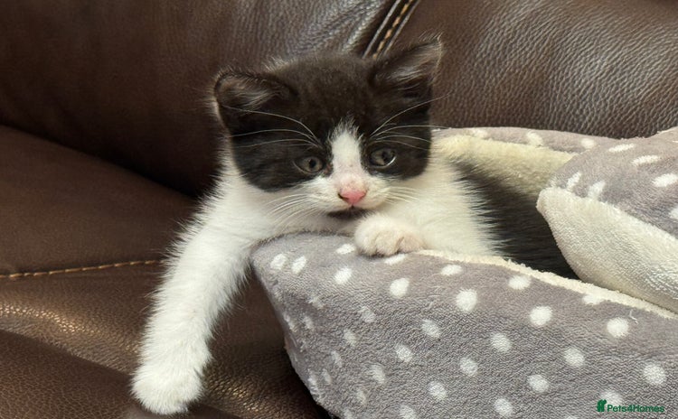 Mixed Breed cats - Advert 12