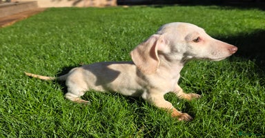 Miniature Dachshund dogs - Advert 1