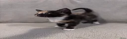 Domestic Shorthair cats for sale: GORGEOUS KITTENS LOOKING FOR THEIR FOREVER HOMES - Advert 3