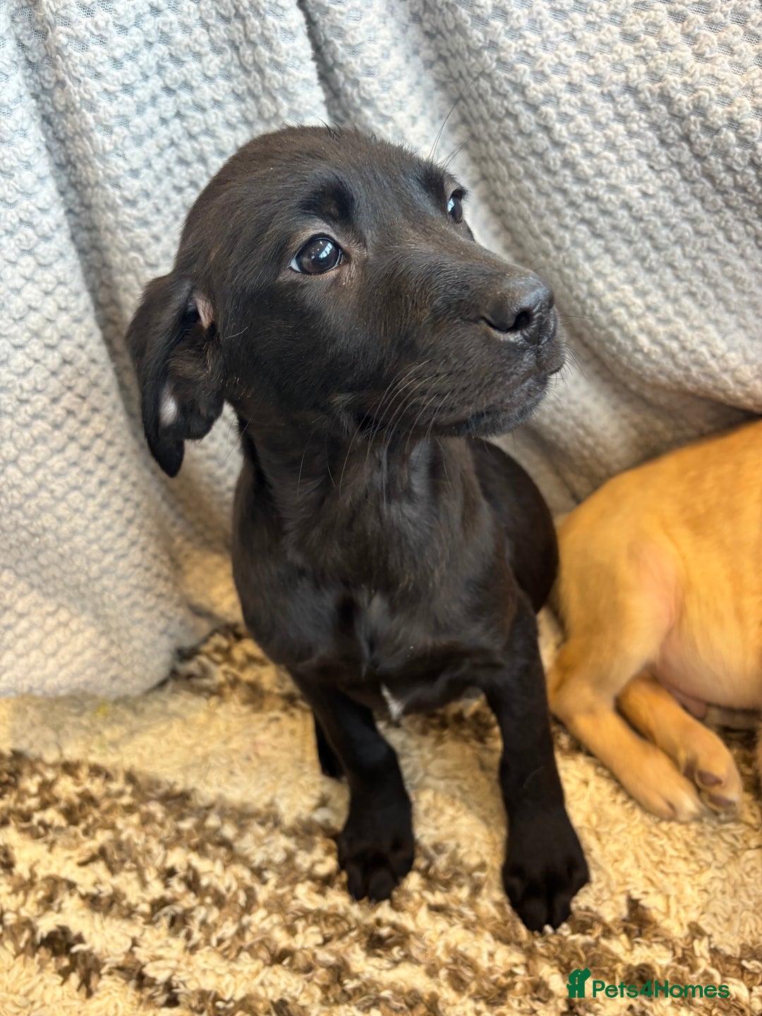 Labrador Retriever dogs for sale: Mixed Litter of Labrador Retriever Puppies - Advert 14