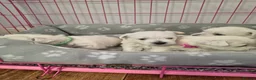 West Highland Terrier dogs for sale: Beautiful healthy litter of westie puppies  - Advert 6