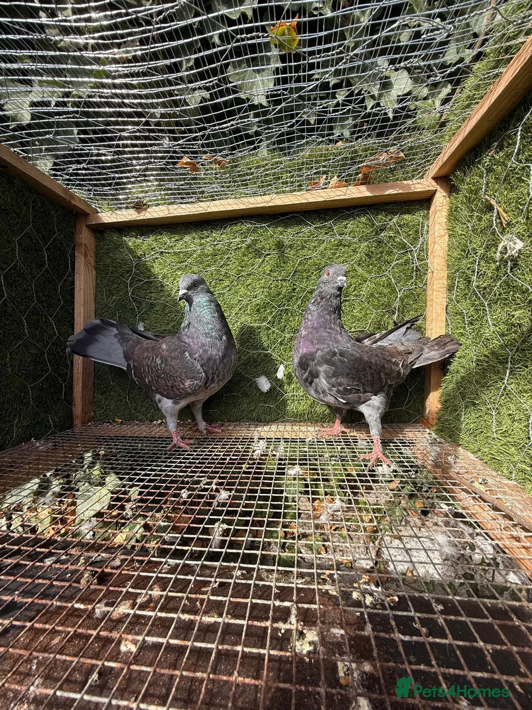 Pigeons birds for sale: 20 Mix  pigeon for sale - Advert 18