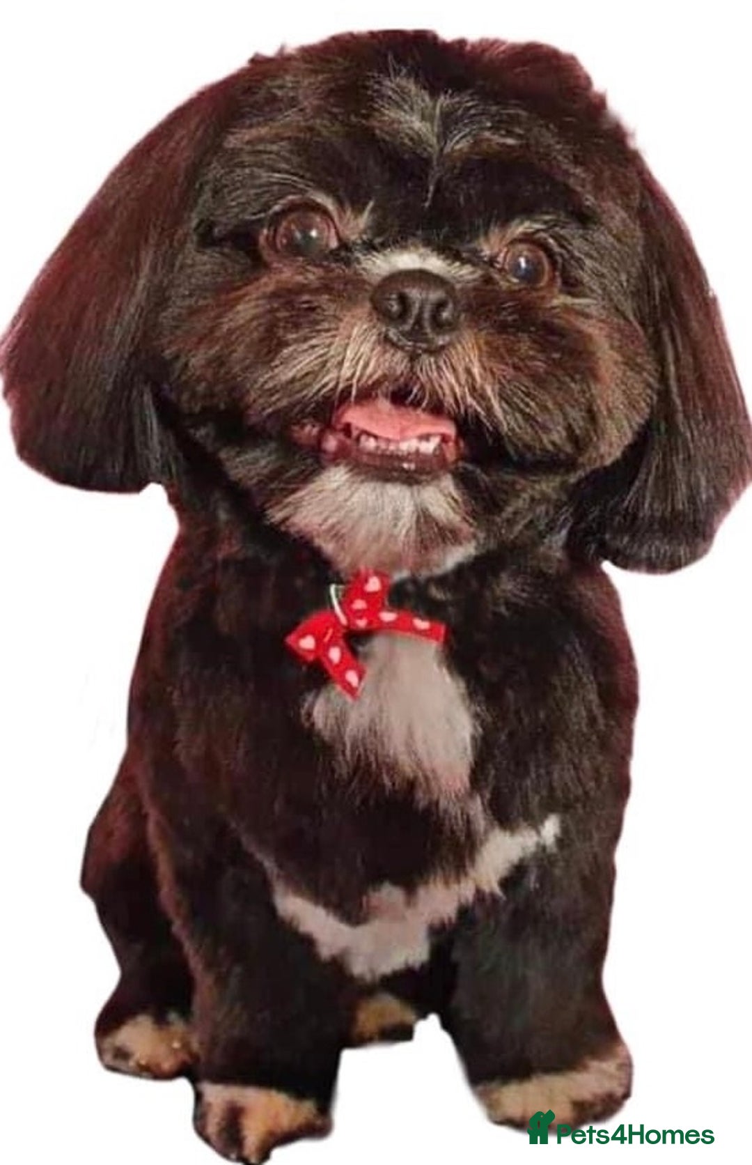 Shih Tzu dogs for stud: Kc reg shih tzu full DNA health tested in Chester-le-Street - Image 5