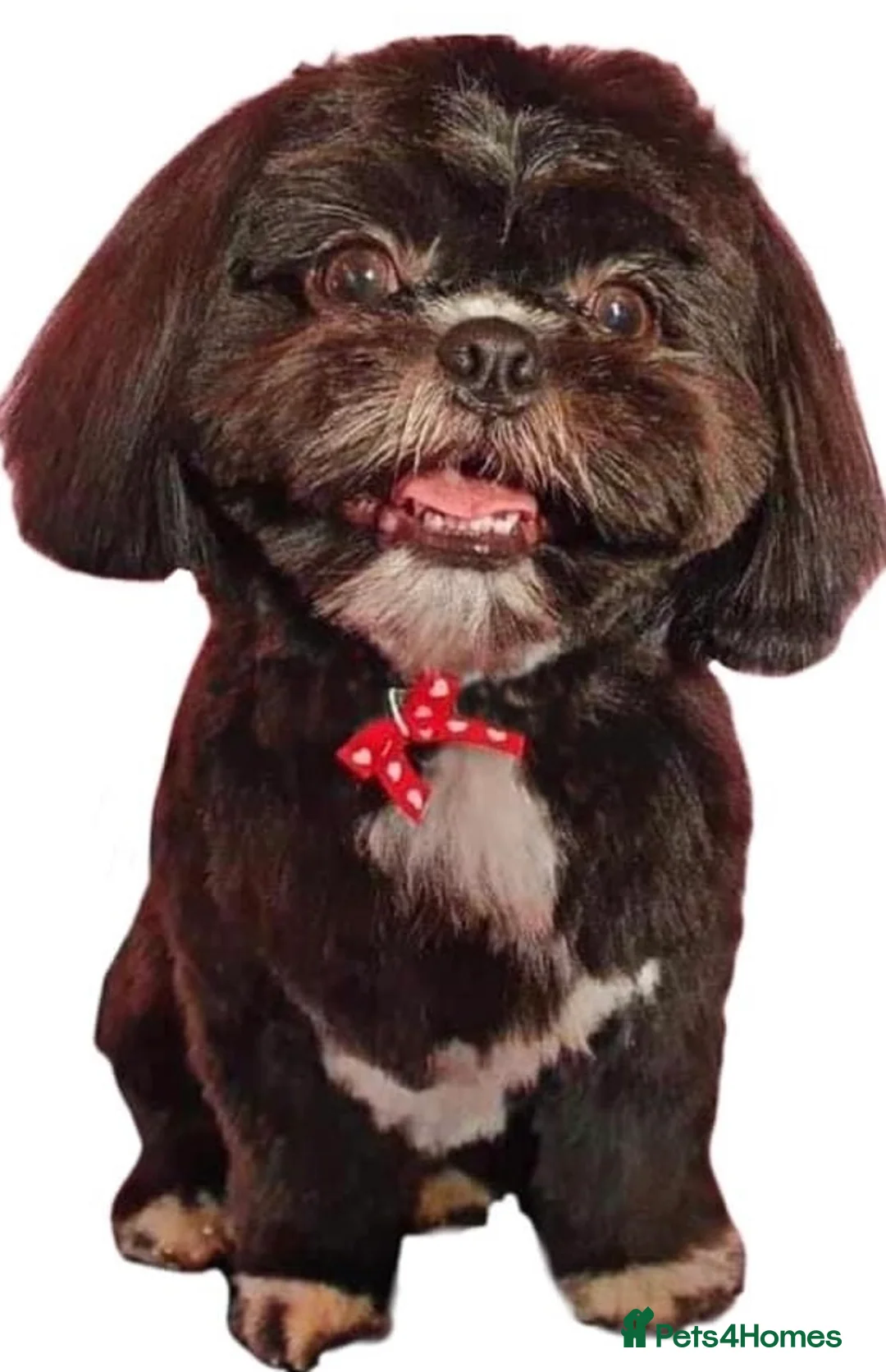 Shih Tzu dogs for stud: Kc reg shih tzu full DNA health tested in Chester-le-Street - Advert 5