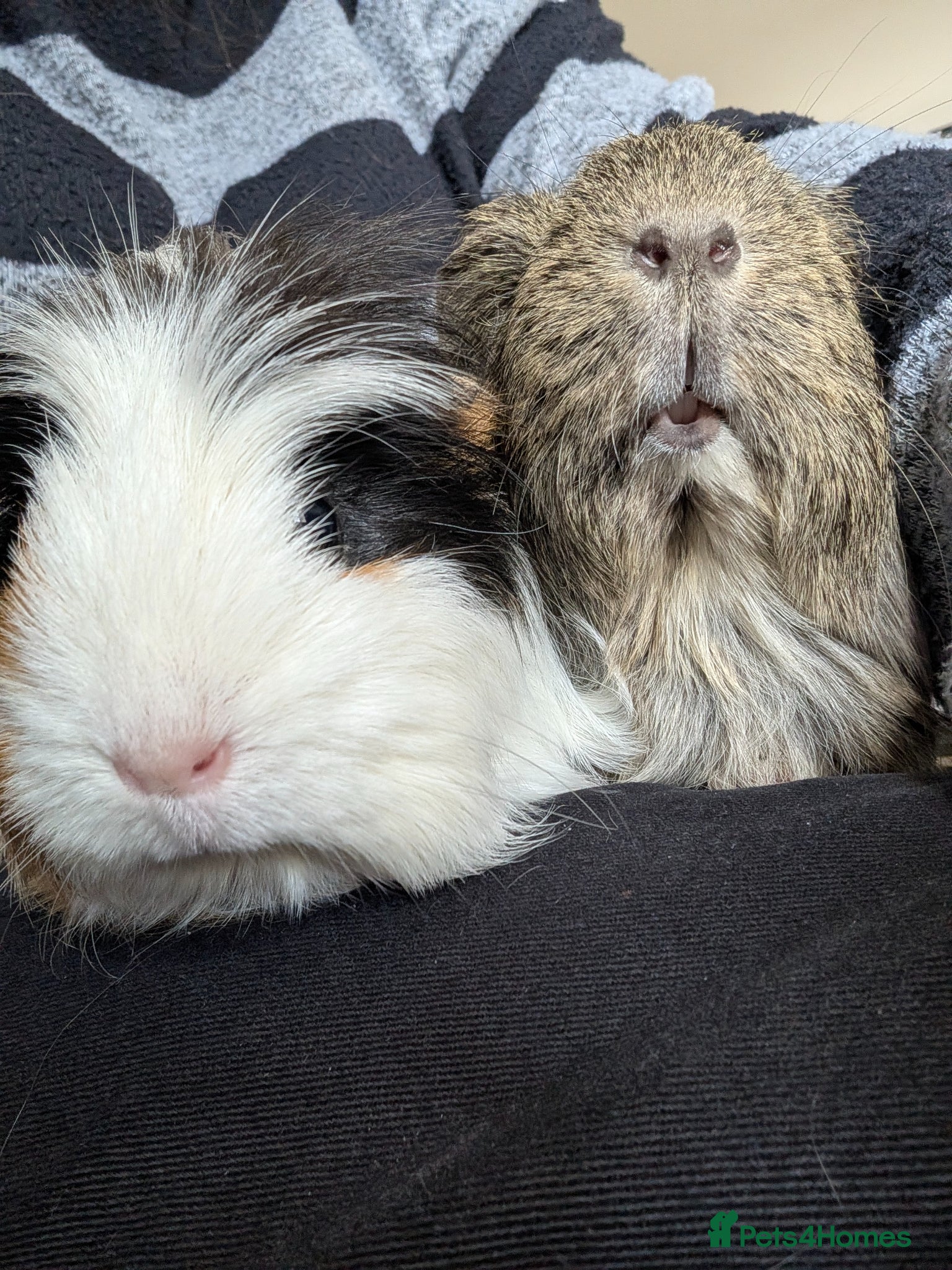 Guinea Pig rodents Female Guinea pigs for rehoming  - Advert 1