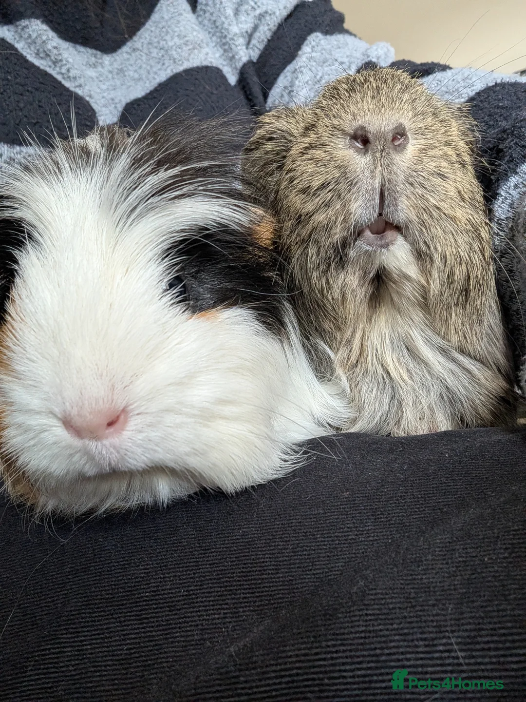 Guinea Pig rodents for sale: Female Guinea pigs for rehoming  - Advert 1
