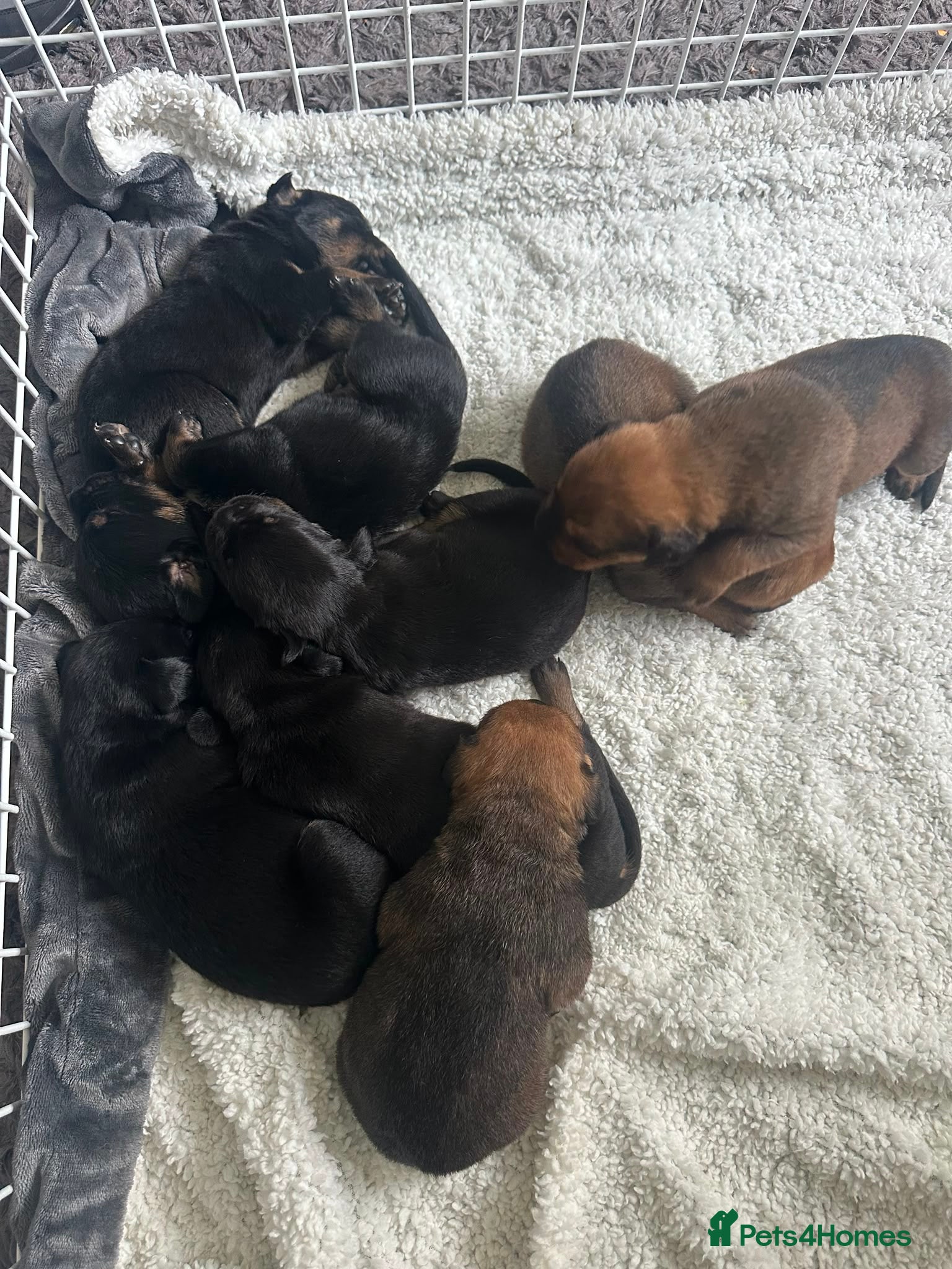 Mixed Breed dogs ROTTWEILER cross bullmastiff  - Advert 2