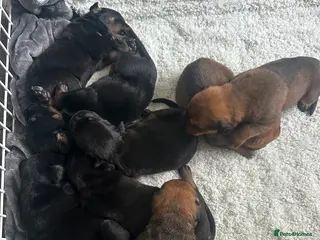 Mixed Breed dogs ROTTWEILER cross bullmastiff - Advert 6
