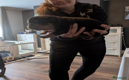 Rottweiler dogs for sale: Stunning Rottweiler pups  - Image 13