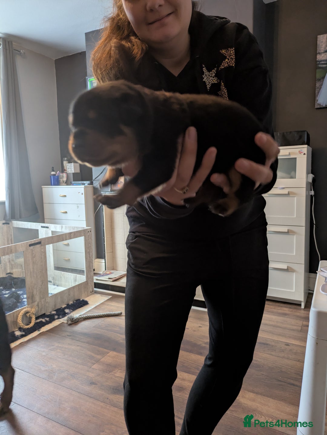 Rottweiler dogs for sale: Stunning Rottweiler pups  - Image 13