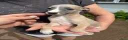 Whippet dogs for sale: Whippet puppies (2 girls remaining) - Advert 2