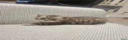 British Shorthair cats for sale: Stunning British Shorthair Kittens  - Advert 13