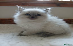 Ragdoll cats for sale: Blue point Ragdoll kittens  - Image 6