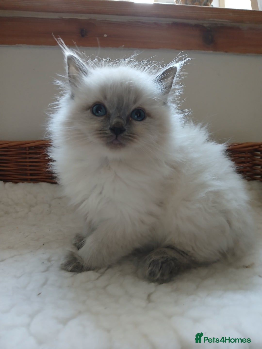 Ragdoll cats for sale: Blue point Ragdoll kittens  - Image 6