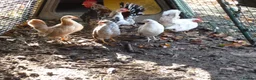 Chickens poultry for sale: Serama pair - Advert 1