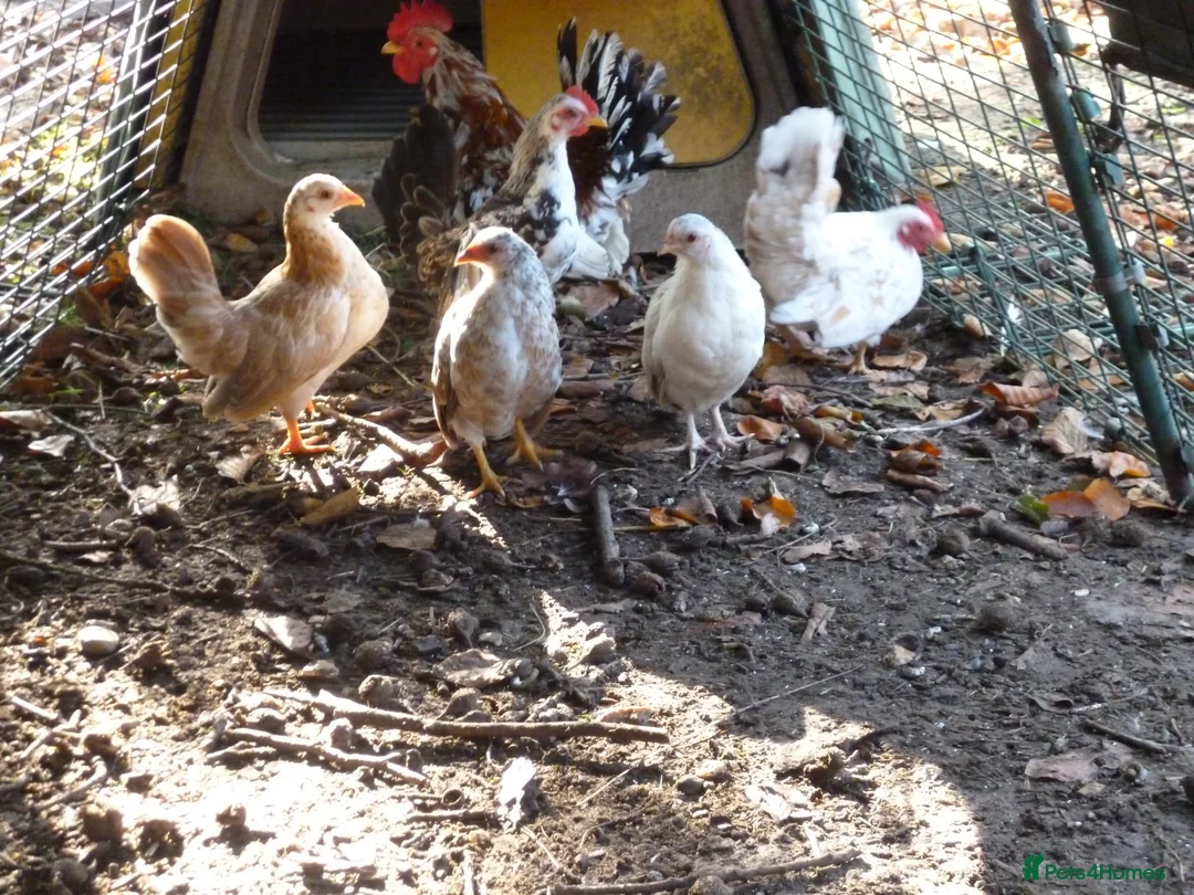 Chickens poultry for sale: Serama pair - Advert 1