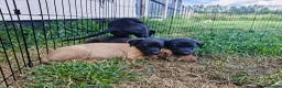Lurcher dogs for sale: Lurcher Puppies. 5 boys and 1 girl left in Taunton - Advert 4