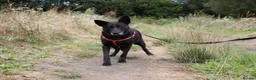 Mixed Breed dogs for adoption: ❤️Mary❤️: 6 years old, medium-sized girl in Lichfield - Advert 5