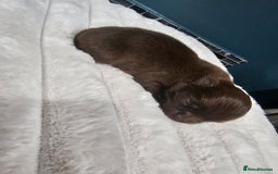 Chihuahua dogs for sale: Long hair tri chocolate apple head chihuahuas  - Advert 3