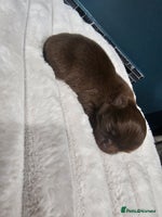 Chihuahua dogs Long hair tri chocolate apple head chihuahuas - Advert 1