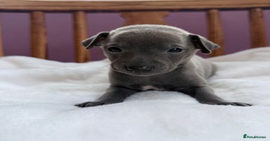 Italian Greyhound dogs - Advert 13