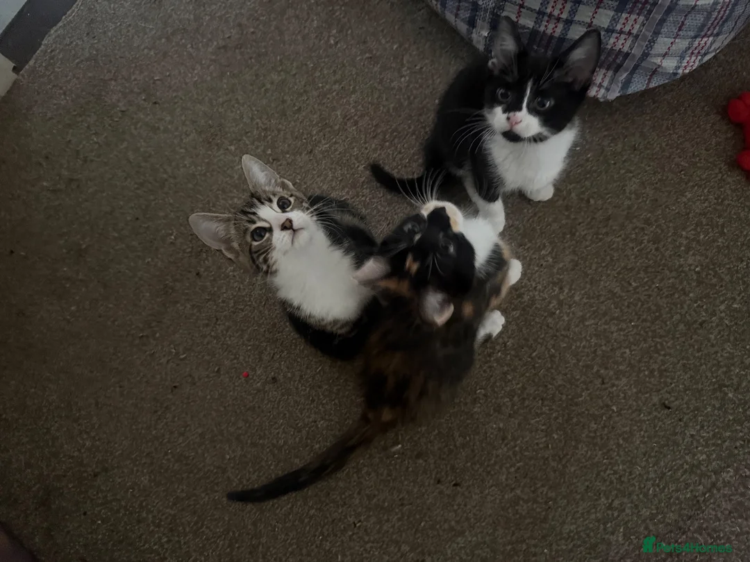 Mixed Breed cats for sale: 3 mix breed kittens  - Advert 2
