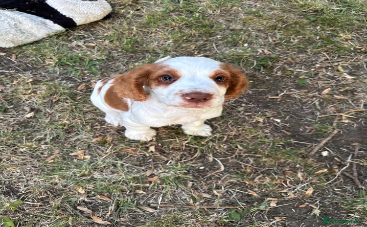 Cocker Spaniel dogs in Salisbury - Advert 5