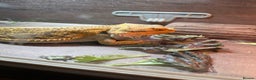 Bearded Dragon reptiles for sale: Female bearded dragon - rehome - Advert 3