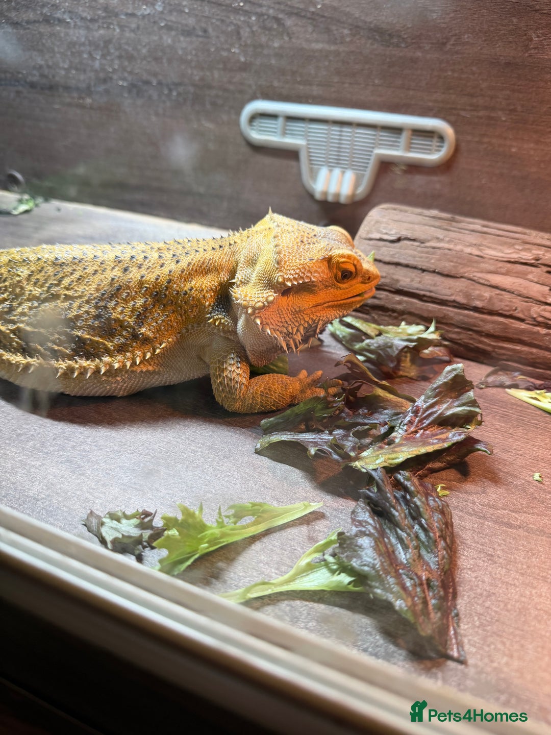 Bearded Dragon reptiles for sale: Female bearded dragon - rehome - Advert 3