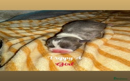 Staffordshire Bull Terrier dogs for sale: Staffordshire bull terriers - Image 7