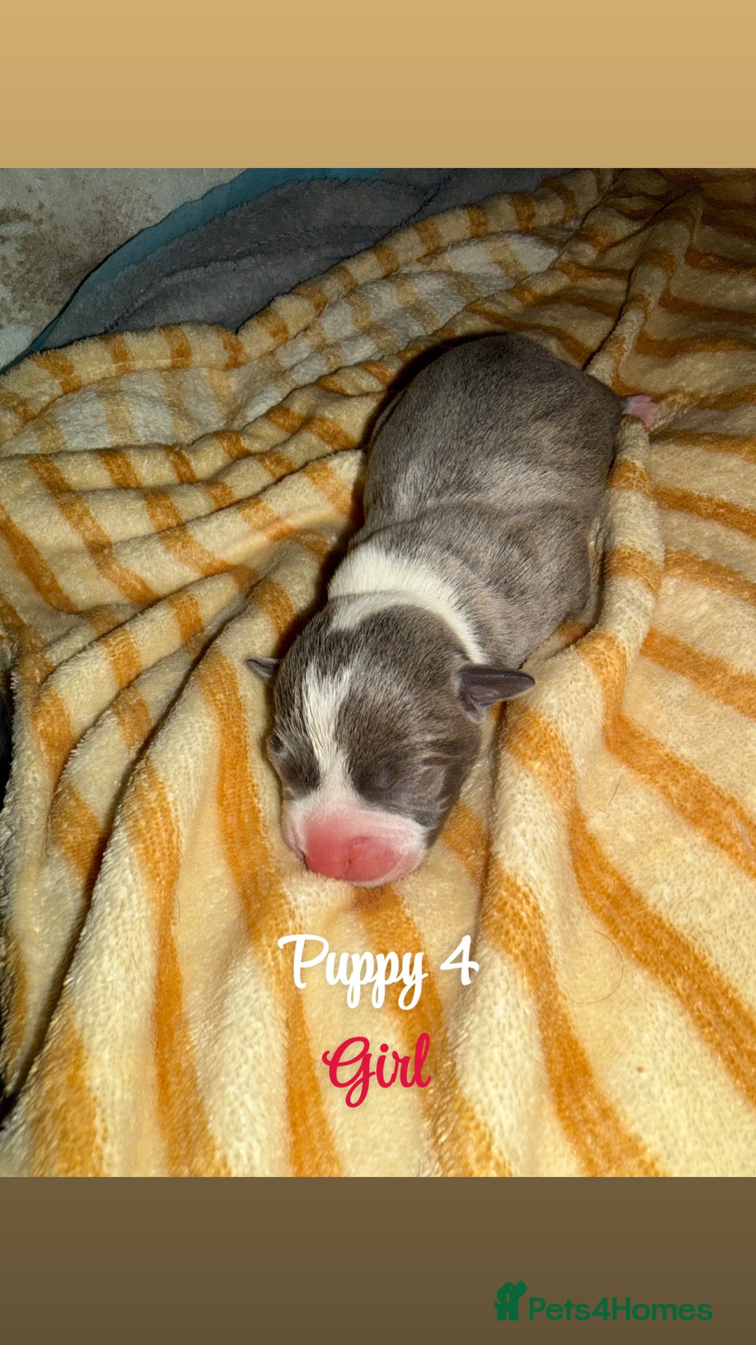 Staffordshire Bull Terrier dogs for sale: Staffordshire bull terriers - Image 7
