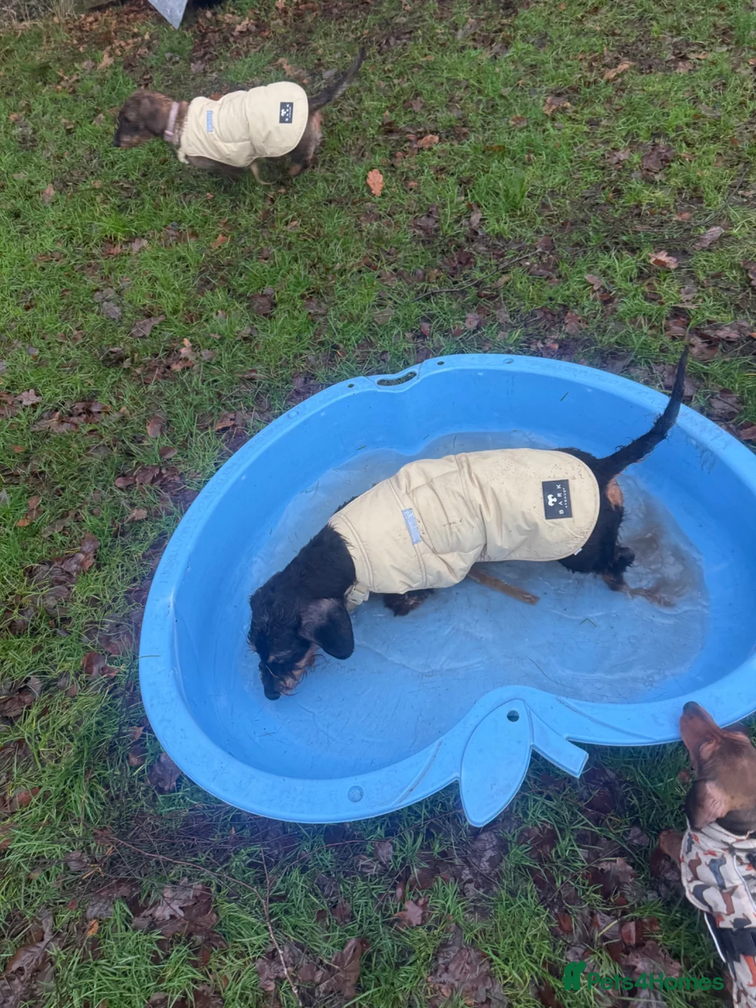 Dachshund dogs for sale: Standard wire dachshund  - Advert 2