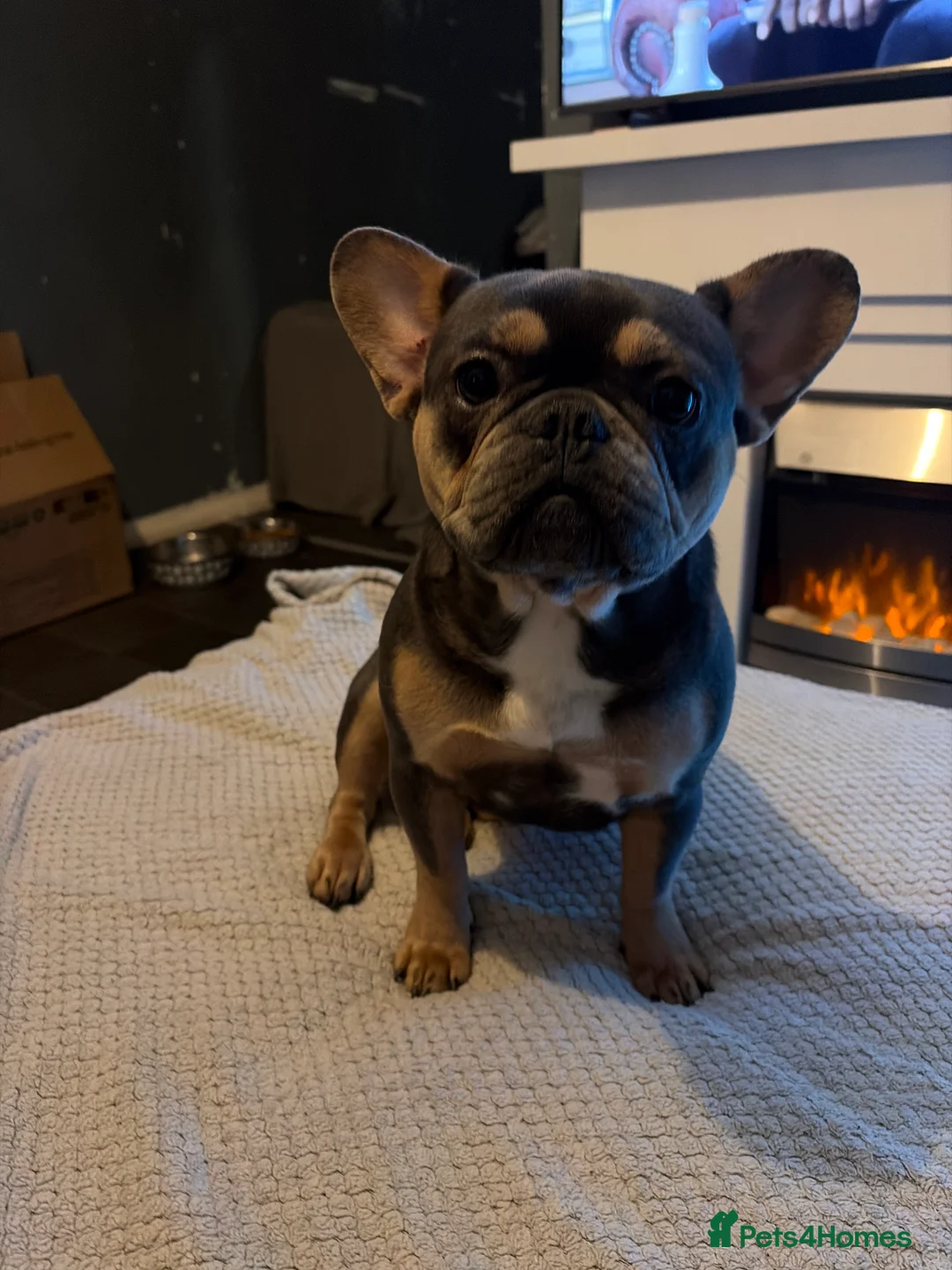 French Bulldog dogs for sale: French bulldog - Advert 3