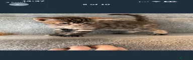 Domestic Shorthair 1