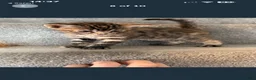 Domestic Shorthair cats for sale: Female kitten - Advert 2
