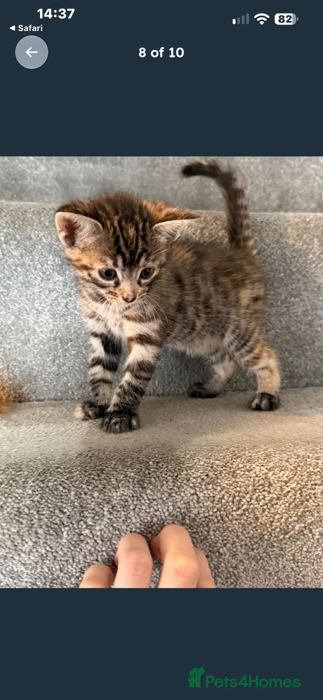 Domestic Shorthair cats for sale: Female kitten - Advert 2