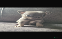 Chihuahua dogs for sale: 2 chihuahua puppies ready the 22/9/25  - Image 2