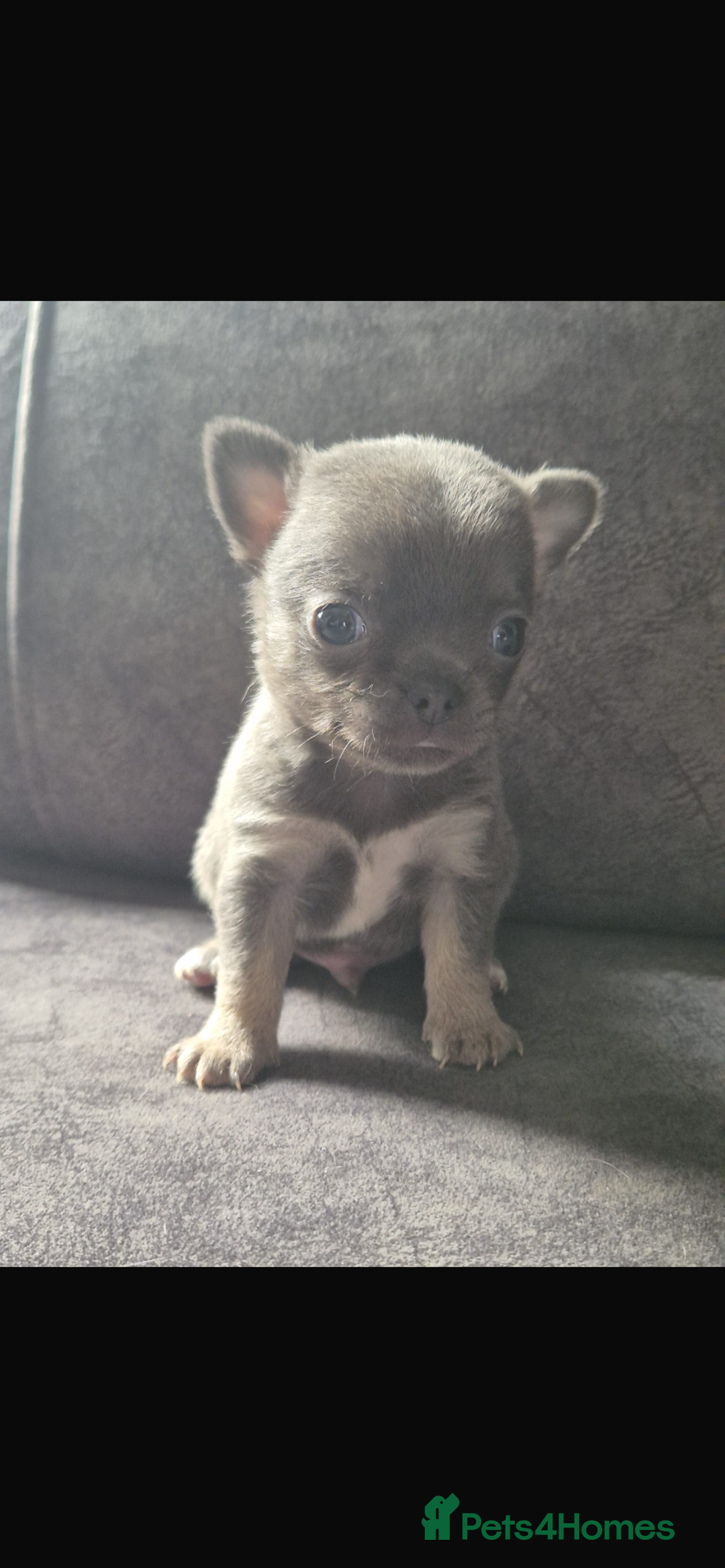 Chihuahua dogs for sale: 2 chihuahua puppies ready the 22/9/25  - Image 2