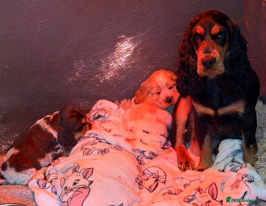 Cocker Spaniel dogs for sale: Show cocker spaniel pups  - Image 32