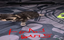British Longhair cats for sale: Kittens for sale  - Image 12