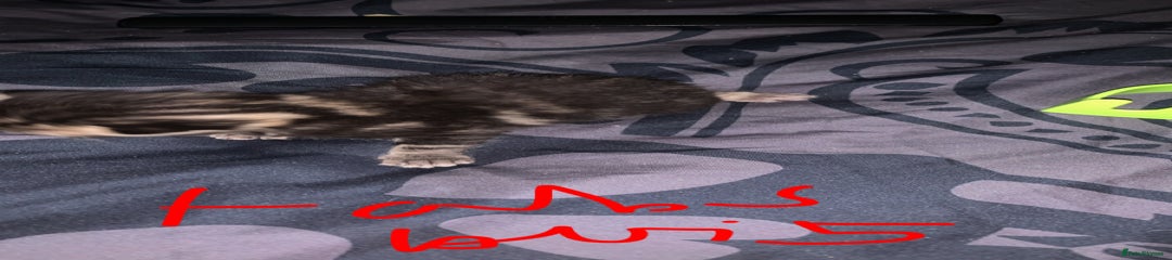 British Longhair Kitten 2