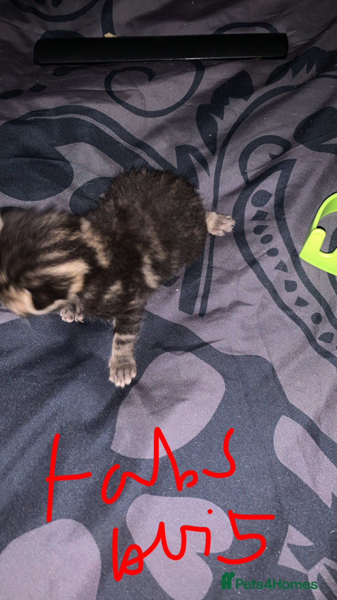 British Longhair cats for sale: Kittens for sale  - Image 12