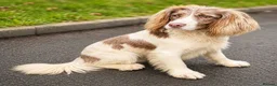 Cocker Spaniel dogs for sale: Merle and chocolate spaniel puppies  - Advert 8