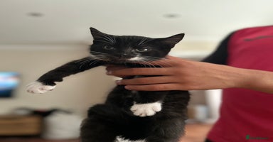 Mixed Breed cats - Advert 7